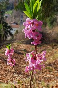 73 Daphne mezereum (Fiore di stecco)